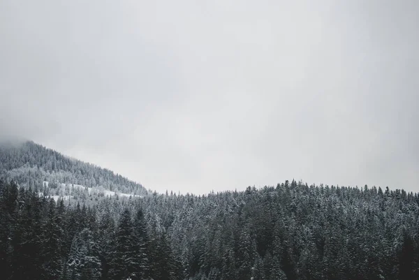 Lindas Montanhas Cobertas Nuvens Floresta Escura Inverno Perto Lago Synevyr — Fotografia de Stock