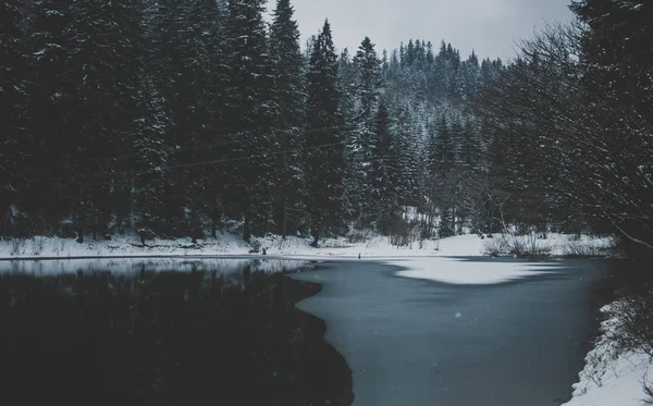 Lago Montanha Negro Escuro Synevyr Cárpatos Água Que Reflete Abetos — Fotografia de Stock