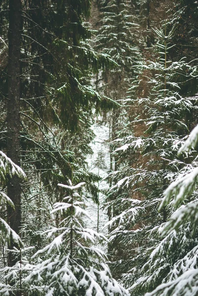 Bosque Invierno Nevado Las Montañas Cárpatos Ucrania Verde Abetos Cubierto — Foto de Stock