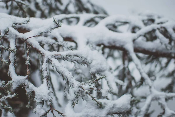 Closeup Fir Tree Branch Covered White Snow Winter Carpathian Forest Stock Image