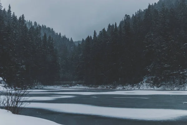 Dark black mountain lake Synevyr in Carpathians. Water reflecting winter firs is covered with ice. Snow falling from heavy gray skies