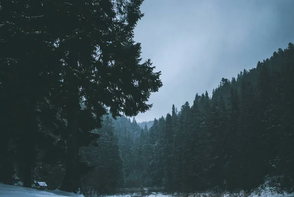 Lago Escuro Montanha Negra Synevyr Entre Florestas Carpathia Abetos Inverno — Fotografia de Stock