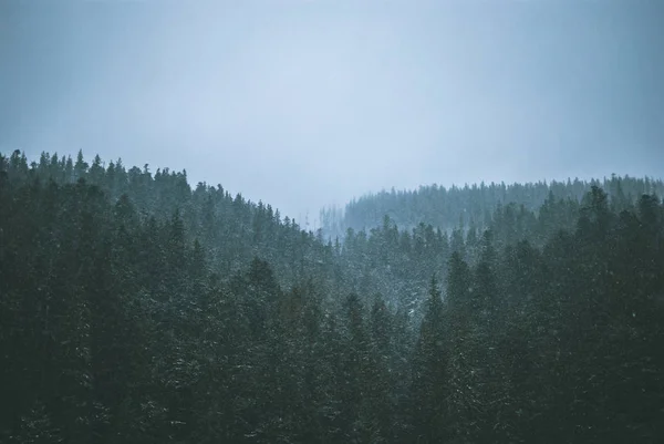 Belos Abetos Verdes Nas Montanhas Dos Cárpatos Flocos Neve Cobrindo — Fotografia de Stock