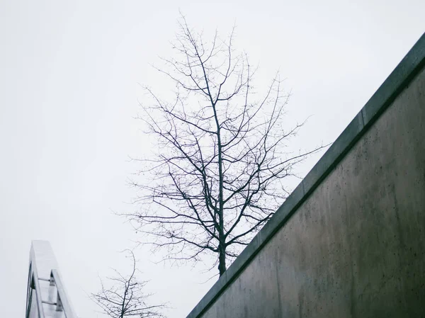 Árvore Seca Atrás Uma Parede Concreto Molhada Contra Céu Inverno — Fotografia de Stock