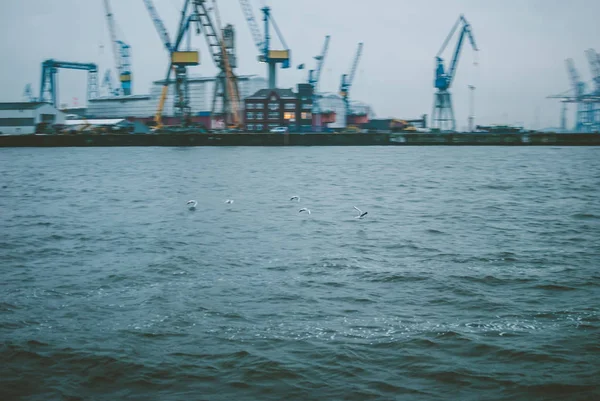 Серые Чайки Летают Над Водой Промышленный Порт Гамбурге Германия Вечером — стоковое фото