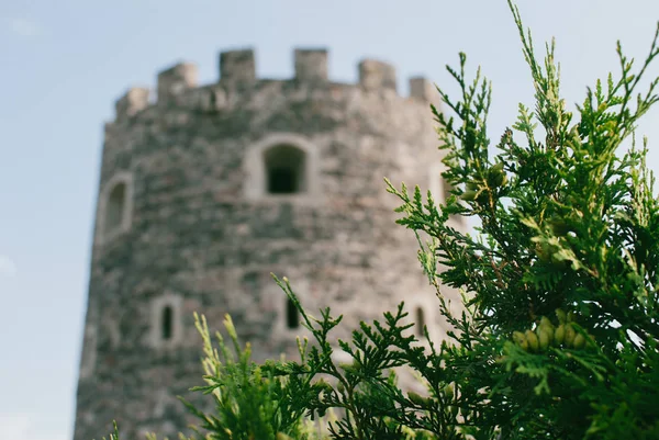 Fir Grenar Mot Fästningen Tower Rabati Akhaltsikhe Georgien — Stockfoto