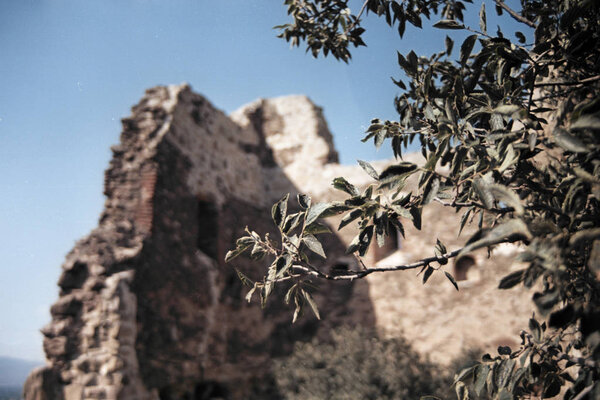 Laurel Tree Branches Covered Sunlight Fortress Ruins Sunny Georgian Landscapes — Stock Photo, Image