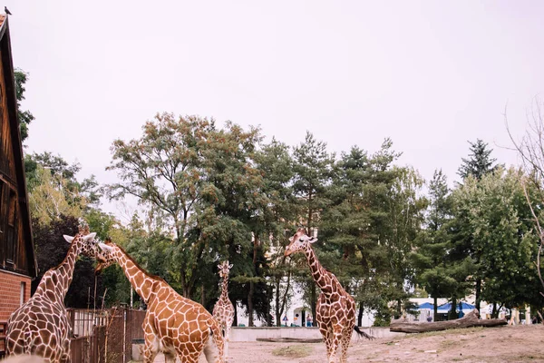 Breslau Polen August 2018 Giraffe Zoo Natur Und Tierschutzkonzepte Retro — Stockfoto