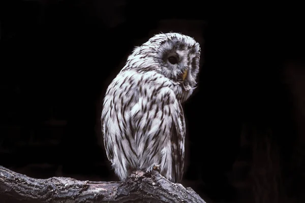 Funny white-brown owl sitting on the tree branch and looking somewhere with her black round eyes. Beatiful wild animal. Concept of preservation, protection, and love towards owls.