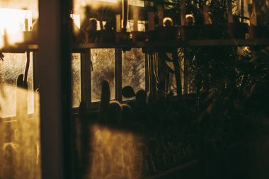 Pencereden gördüm parlak sarı sonbahar güneş ışığı altında sera raflara kaktüsler ile Çiçeklik siluetleri. Soyut Güz konsepti. Ekim ayında güzel gün