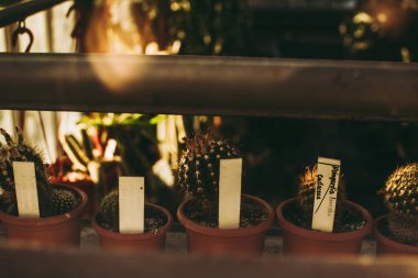 Pencereden gördüm parlak sarı sonbahar güneş ışığı altında sera raflara kaktüsler ile Çiçeklik. Soyut Güz konsepti. Ekim ayında güzel gün