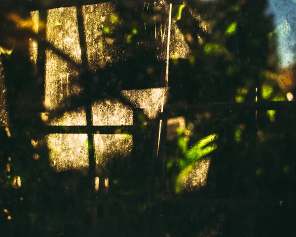 Abstrato Fundo Natural Sombrio Com Silhuetas Plantas Verdes Luz Solar — Fotografia de Stock