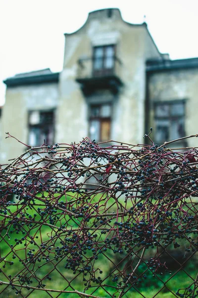 Кущ Винограду Росте Над Сіткою Біля Саду Блідо Холодні Тони — стокове фото