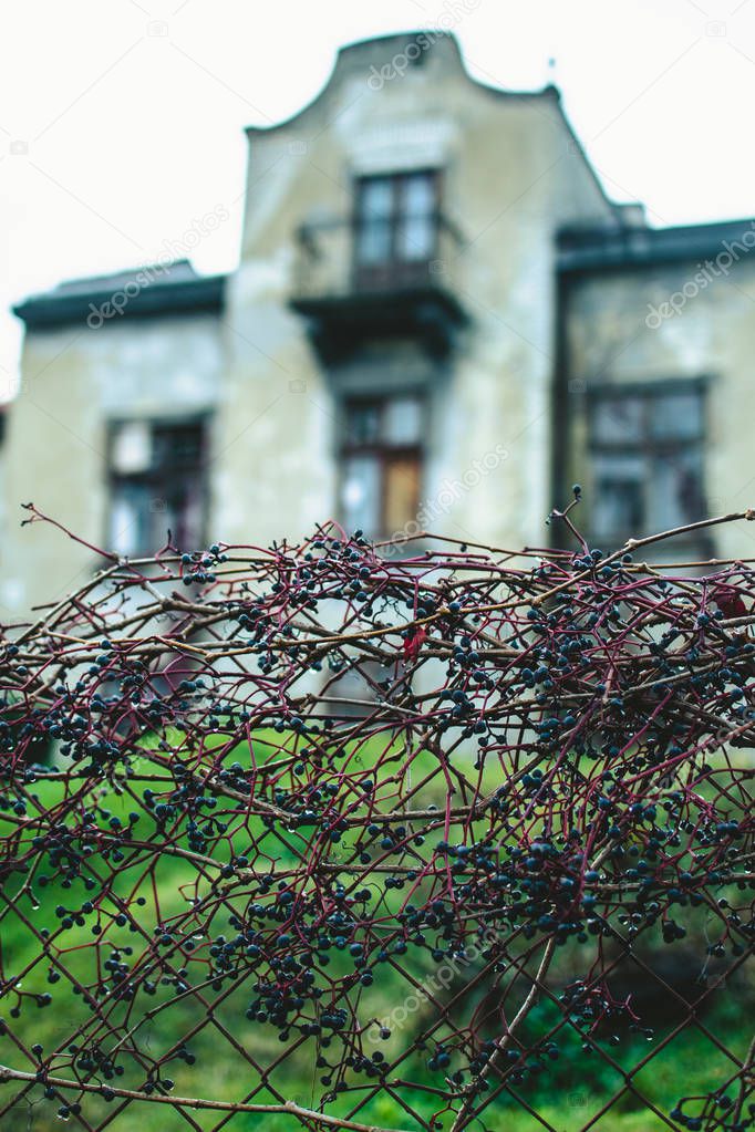 Grape bush growing over the net near the garden. Pale cold tones of a rainy autumn day. Blurred abandoned house on the background.