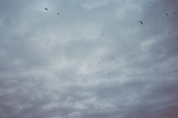 Aves Migratórias Negras Voando Sobre Horizonte Nuvens Cinzentas Escuras Antes — Fotografia de Stock