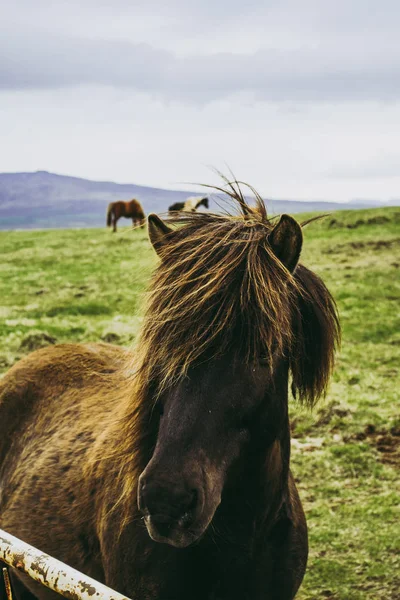 Brown horse in the pasture. Cold cloudy afternoon at the farm in Iceland — Stock Photo, Image
