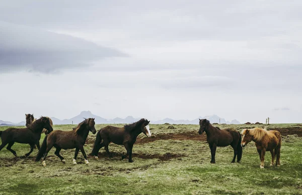 목초지에서 갈색 말 무리. 아이슬란드 의 농장에서 추운 오후 — 스톡 사진