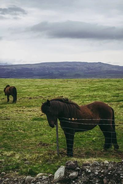 Uma manada de cavalos castanhos no pasto. Tarde nublada fria na fazenda na Islândia — Fotografia de Stock