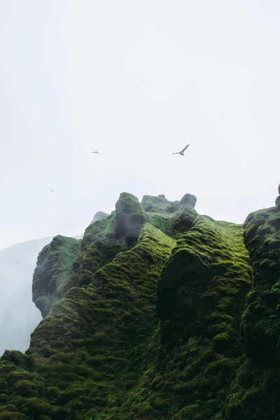 Gaivotas solitárias voando sobre pedra musgosa coberta de névoa. Islândia . — Fotografia de Stock