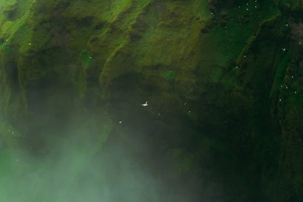 Gaivota branca brilhante voando sobre os salpicos de uma cachoeira Skogarfoss na Islândia. Gaivotas brancas nidificando em um fundo . — Fotografia de Stock