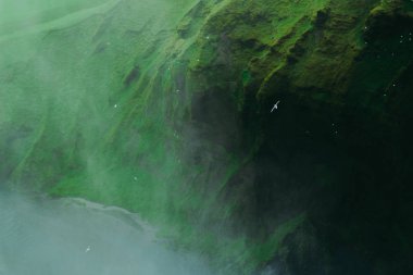 İzlanda'da bir Skogarfoss şelale sıçramaları üzerinde uçan parlak beyaz martılar. Arka planda yuvalanmış beyaz martılar.