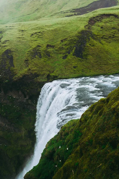 Skagarfoss vattenfall på Island. Vita stänk faller ner och måsar sitter i en klippa. Titta från ovan. — Stockfoto