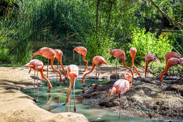 Bellissimi Uccelli Fenicottero Piedi Stagno Acqua Allo Zoo Della Città — Foto Stock