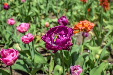 Bahar Bahçesinde Pembe ve Mor Lale Çiçekleri