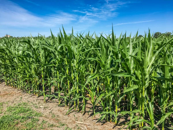 Campo Maíz Verde Joven Jardín Agrícola — Foto de Stock