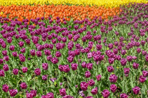 Цветы Цветущих Тюльпанов Поле — стоковое фото