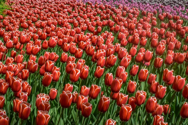 Rote Tulpenblüten Auf Einem Feld Frühling — Stockfoto