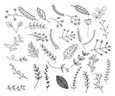 El yapımı yapraklar ve dallar, çiçek elementleri, botanik çizimler ve vektörler.