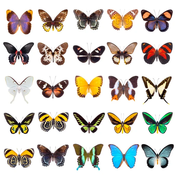 Set Beautiful Colorful Butterflies Isolated White — Stock Photo, Image