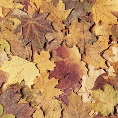 Ormanda yaprak. Mevsimlik arka plan deseni.