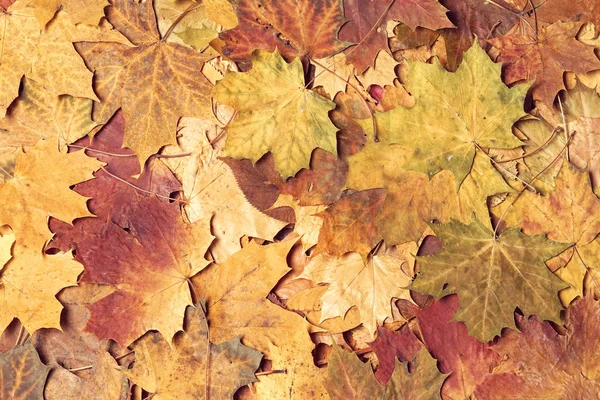 숲 속의 가을 잎. 계절적 배경. — 스톡 사진