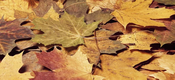 Colorful Seasonal Autumn Background Fallen Leaves Pattern — Stock Photo, Image