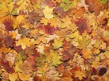 Renkli sonbahar arka plan. Düşen yapraklar.