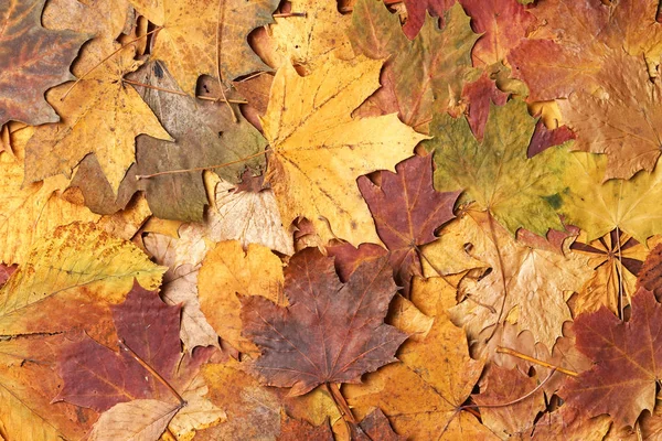 Sezónní podzimní pozadí barevné listí. — Stock fotografie