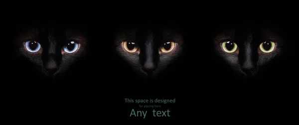 Eyes of the siamese cat in the darkness. — Stock Photo, Image