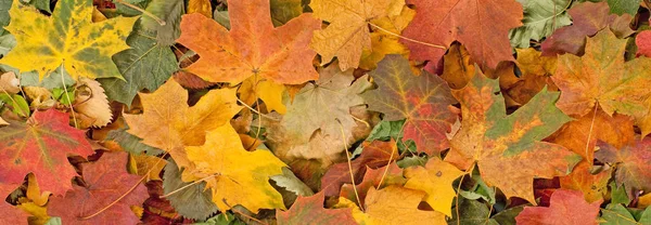 Πολύχρωμο εποχιακά φθινοπωρινά μοτίβο φόντου, ζωντανή χαλί των νεκρών δάσος φύλλα. — Φωτογραφία Αρχείου