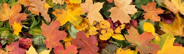 Kolorowa jesień tło sezonowych, wibrujący dywan poległych lasu pozostawia. — Zdjęcie stockowe