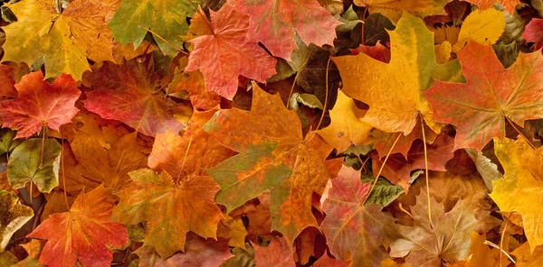 カラフルな季節秋背景パターン、風倒木の鮮やかなカーペットの葉します。. — ストック写真