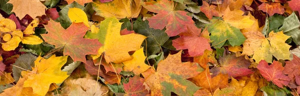 Colorful Seasonal Autumn Background Pattern Vibrant Fallen Forest Leaves — Stock Photo, Image