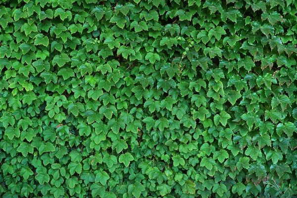 Natural green hedge background. Close-up of ivy leaves.