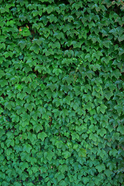 Natural green hedge background. Close-up of ivy leaves.