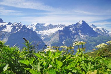 Grindelwald ve Jungfrau dağ doruklarına. Bernese highland manzara arka plan. Alpler, turizm, seyahat, seyahat ve hiking kavramı.