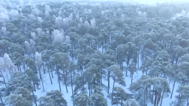 Güzel Bir Kış Ormanı Karlı Ağaçların Havadan Drone Görünümü Doğa — Stok video