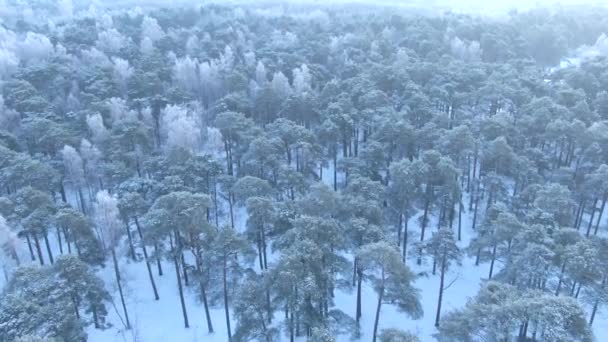 Прекрасный Зимний Лес Воздушный Беспилотник Вид Снежных Деревьев Природа — стоковое видео