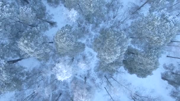 Vacker Vinter Skog Aerial Drone Syn Snöiga Träd Naturlandskap — Stockvideo