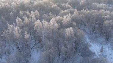 Güzel kış orman. Hava dron karlı ağaç görünümünü. Doğa landskape.